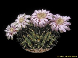 Gymnocalycium mihanovichii f. cristata 103